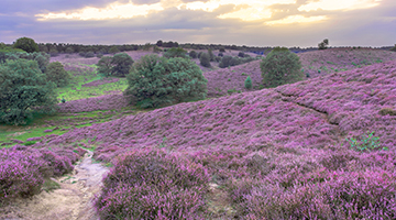 Umgebung Veluwe