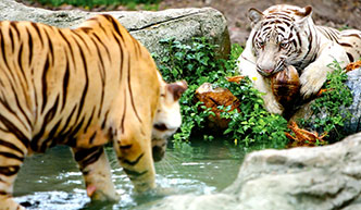Teambuilding activiteit dierentuin Burgers' Zoo