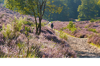 Omgeving Veluwe